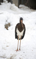 Птица чёрный аист