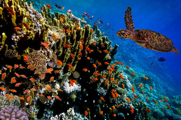 Green Sea Turtle swimming along tropical coral reef