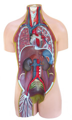 buste de corps humain - détail des organes