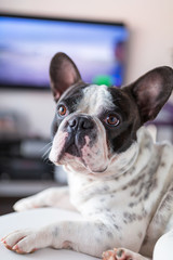 Adorable French bulldog lying down at the TV
