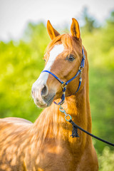 Araber Portrait