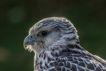 Gerfalke