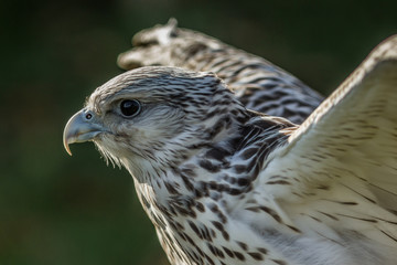Gerfalke