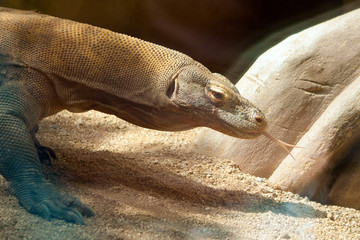 Komodo dragon's head close up