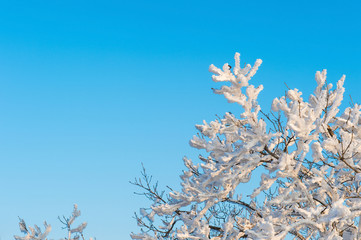 snow on tree,landscape in winter