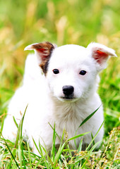 Obraz premium White wonderful puppy playing in the grass