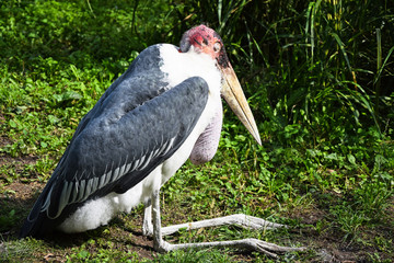 Marabou is sitting in the grass