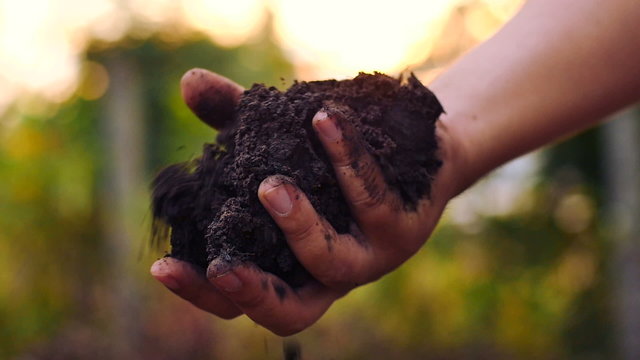 Hand pouring organic soil with sunrise slow motion
