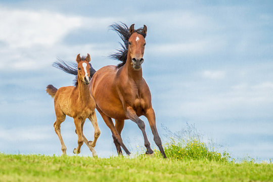 Stute und Fohlen in Bewegung