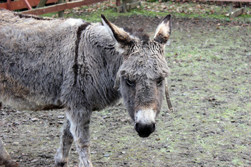 Fototapeta premium Brown-gray donkey