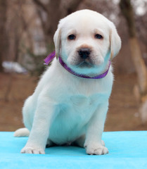 labrador puppy on blue background