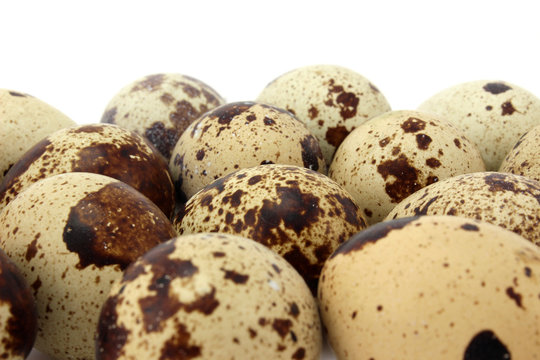 Brown spotted quail eggs