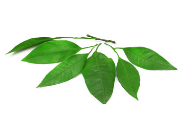 листья мандарина на белом фоне