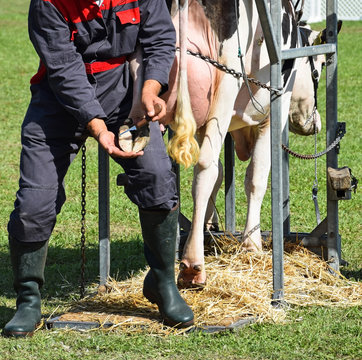 Man is healing the hoof of a cow