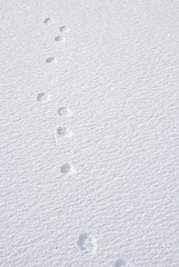 la traccia della lepre