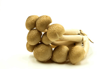 Fototapeta na wymiar Shimeji mushrooms on white background.