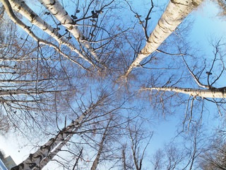 the trees in the forest