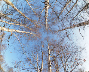 the trees in the forest
