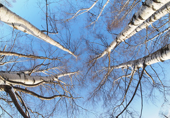 the trees in the forest