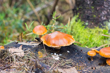 Mushrooms and stump.