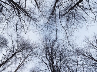 the trees in the forest