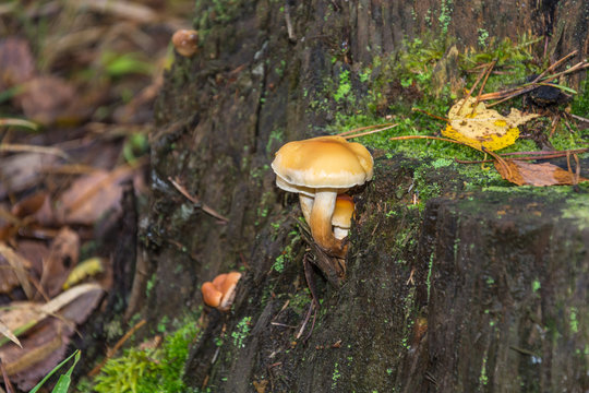 Mushrooms and stump.