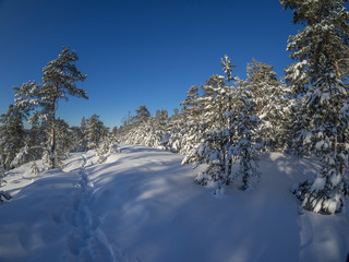 forest in winter