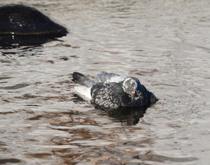Fototapeta premium Pigeons bathe in the river in winter