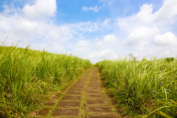 Fototapeta na wymiar Pathway in the grass