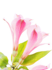 Peruvian lilies (Astroemeria) on white background