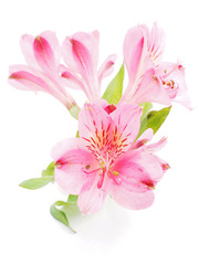 Peruvian lilies (Astroemeria) on white background