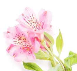 Peruvian lilies (Astroemeria) on white background