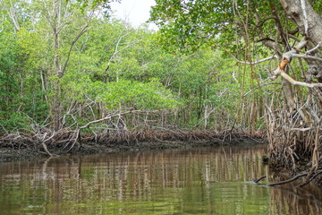 Parco nazionale delle Everglades