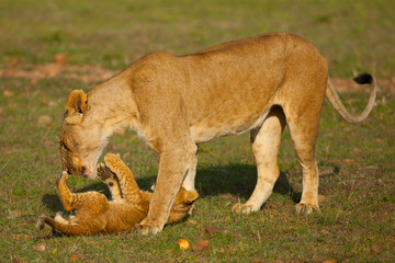 Obraz na płótnie Canvas lioness and her baby
