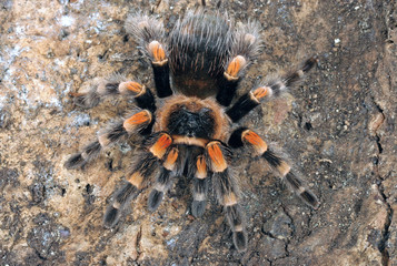 Mexican Redknee Tarantula
