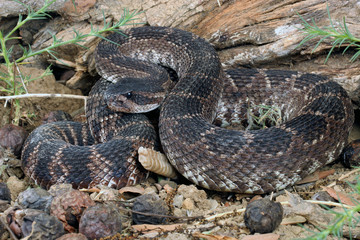 Southern Pacific Rattlesnake (Crotalus viridis helleri).