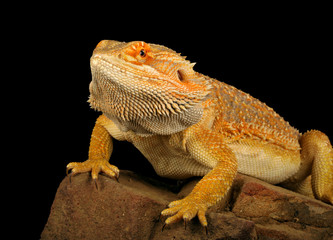 Bearded Dragon