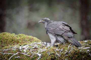 Male Goshawk