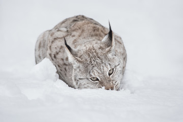 Lynx Wild Cat