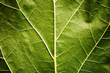Green leaf
