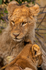 lions