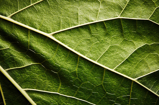 Fototapeta Green leaf
