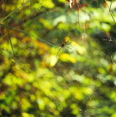 spider