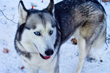 blue-eyed husky dog in the snow closeup