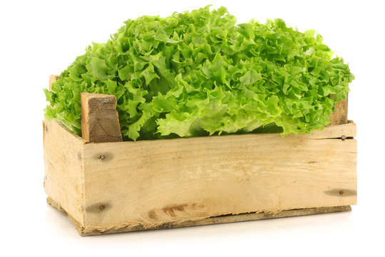 freshly harvested Lollo Bionda lettuce in a wooden crate