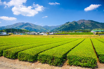 Fototapeta na wymiar Tea Plantation Landscape in Suizawa, Yokkaichi, Japan