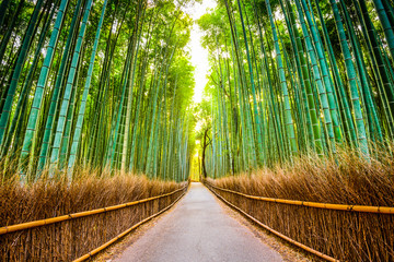 Bamboo Forest of Kyoto, Japan - obrazy, fototapety, plakaty