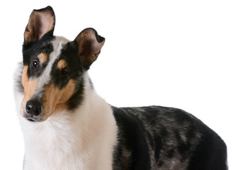 smooth haired collie - obrazy, fototapety, plakaty