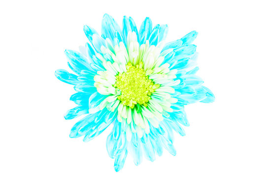 Fototapeta turquoise chrysanthemum flower on white background,isolate