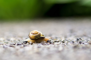 Schnecke Hain-Bänderschnecke